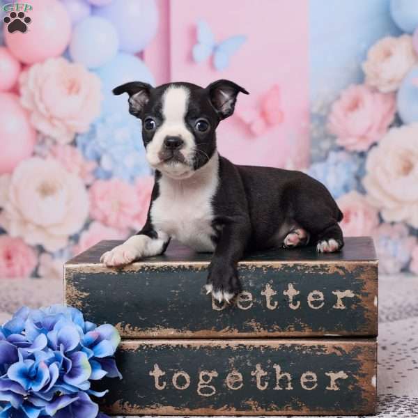Jerry, Boston Terrier Puppy